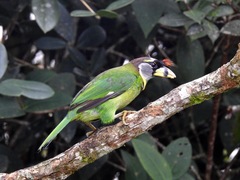 Psilopogon pyrolophus