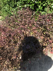 Magnoliopsida