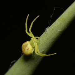 Misumenops rubrodecoratus