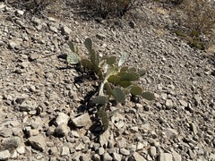 Opuntia dulcis