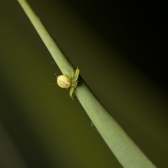 Misumenops rubrodecoratus