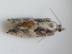 Epinotia nisella