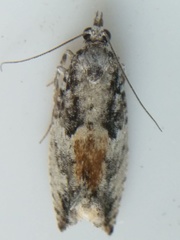 Epinotia nisella