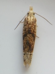 Eucosma ochrocephala