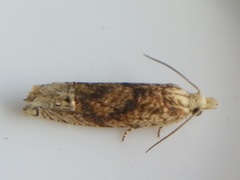 Eucosma ochrocephala