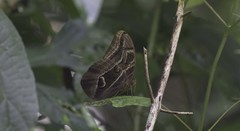 Eryphanis aesacus