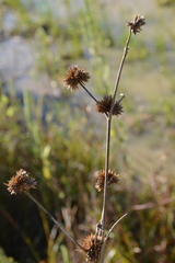 Juncus validus
