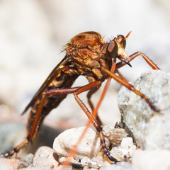 Diogmites basalis