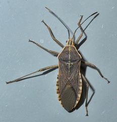 Anasa trilineata