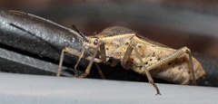 Anasa trilineata
