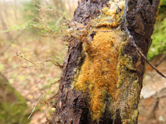 Mycoacia aurea