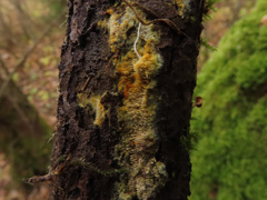 Mycoacia aurea