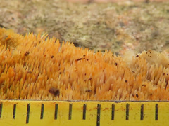 Mycoacia aurea