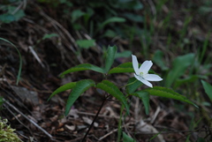 Anemonoides trifolia