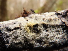 Mycoacia aurea