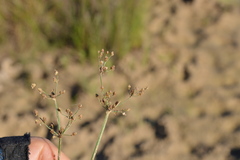 Fimbristylis quinquangularis quinquangularis