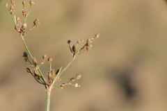 Fimbristylis quinquangularis quinquangularis