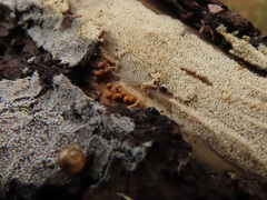 Mycoacia aurea