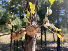 Striatoandricus aciculatus