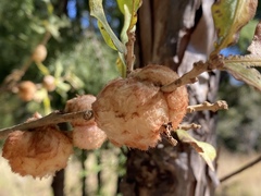 Striatoandricus aciculatus