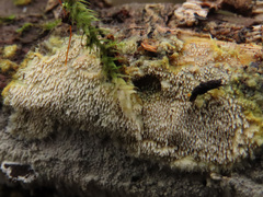 Mycoacia aurea