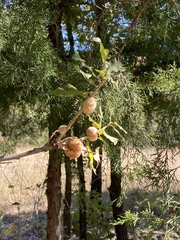 Striatoandricus aciculatus