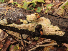 Mycoacia aurea