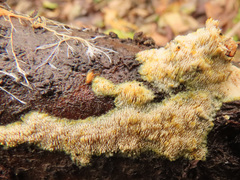 Mycoacia aurea