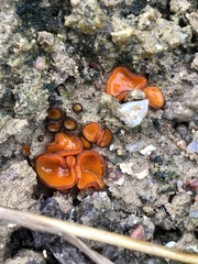 Melastiza cornubiensis