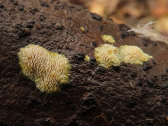 Mycoacia aurea