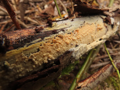 Phlebia livida