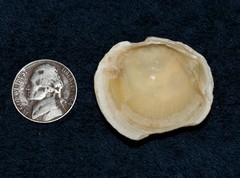 Pegophysema schrammi
