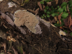 Phlebia livida