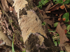 Phlebia livida