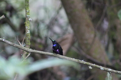 Coeligena helianthea