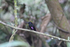 Coeligena helianthea