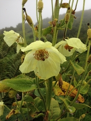 Meconopsis paniculata