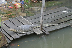 Varanus salvator macromaculatus
