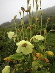 Meconopsis paniculata