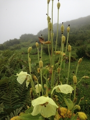 Meconopsis paniculata