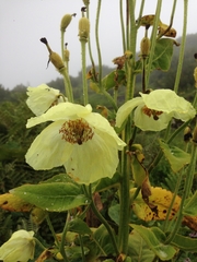 Meconopsis paniculata