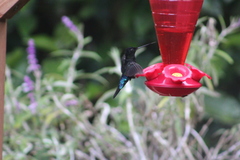 Coeligena helianthea