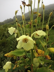 Meconopsis paniculata