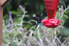 Coeligena helianthea