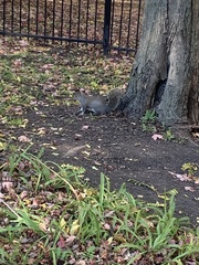 Sciurus carolinensis