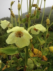 Meconopsis paniculata