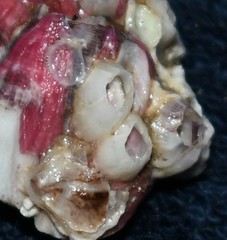 Amphibalanus subalbidus