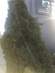 Cupressaceae
