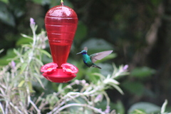 Colibri