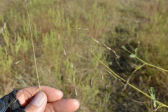 Eragrostis refracta